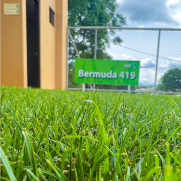 ZACATE BERMUDA TIFWAY O 419 (M²)