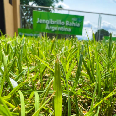 ZACATE JENGIBRILLO (M²)