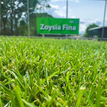 ZACATE ZOYSIA FINA (M²)